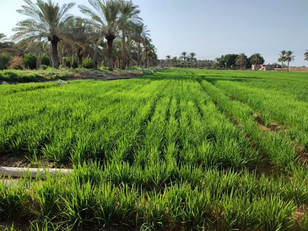 بررسی تاثیر آبیاری قطرهای بر شلتوک در کارون