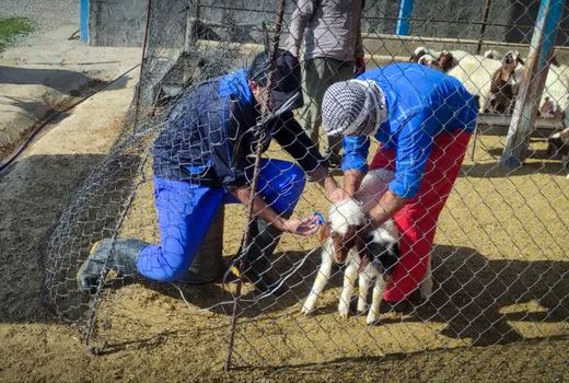 افزون بر 3 میلیون و 900 راس دام در استان بوشهر علیه بیماری‌ها واکسینه شدند
