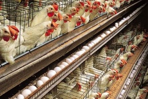 جهاد کشاورزی اصفهان در صدد عرضه الکترونیکی تخم مرغ