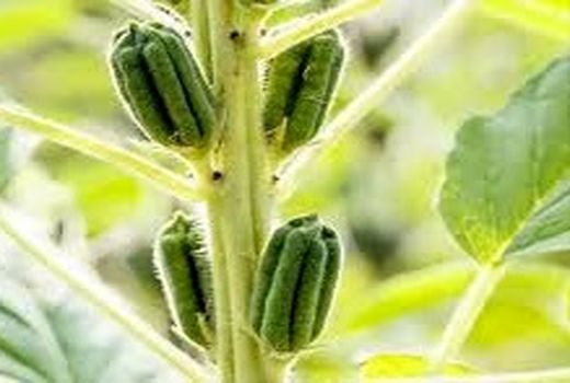 برداشت کنجد از مزارع شهرستان گراش