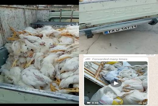 مرگ مرغ ها به علت کرونا تکذیب شد