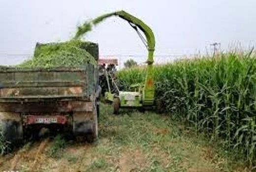 مزارع ذرت علوفه ای در بیضا برداشت می شوند 