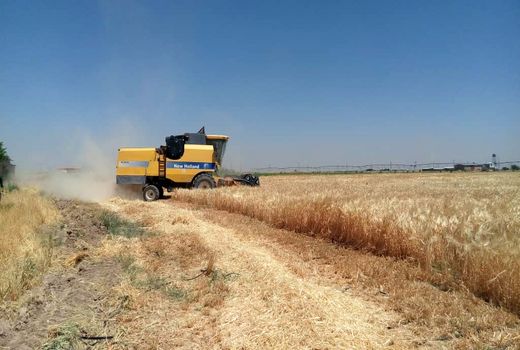 عملیات کیل گیری جو آبی از مزارع کشاورزی شهرستان البرز انجام شد