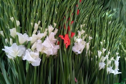 آغاز چشم نوازی گلایول های رنگارنگ کازرون