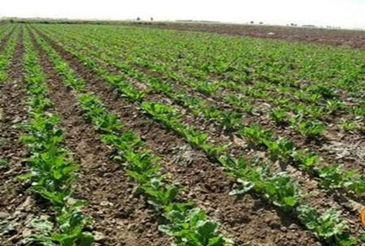 چرا توسعه کشت چغندرقند پاییزه اهمیت دارد