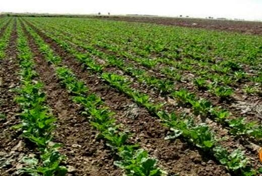 چرا توسعه کشت چغندرقند پاییزه اهمیت دارد