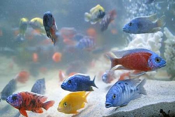 افزایش 30درصدی تولید ماهیان زینتی در چهارمحال و بختیاری
