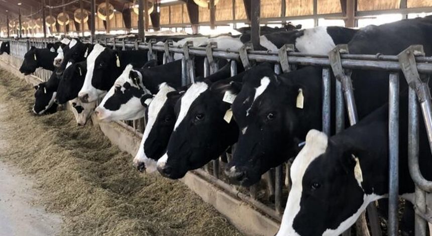 شیر رکوردشکن تورم/گاوداری‌های صنعتی زیر فشار موج گرانی تابستان