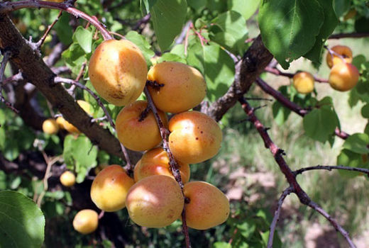 آغاز برداشت زردآلو از 2700 هکتار باغ در مرند