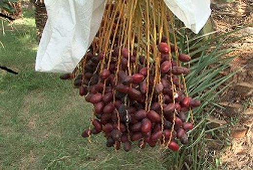 عرضه مستقیم خرمای فهرج در نمایشگاه دائمی تک محصولی خرما