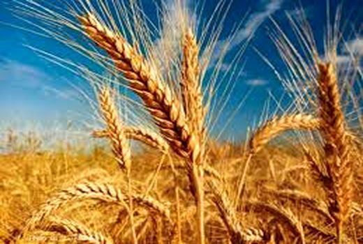 خرید بیش از 50 هزار تن گندم از کشاورزان ، تاکنون
