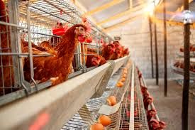 بسیاری از مشکلات سلامتی طیور ناشی از سوء مدیریت‌ است