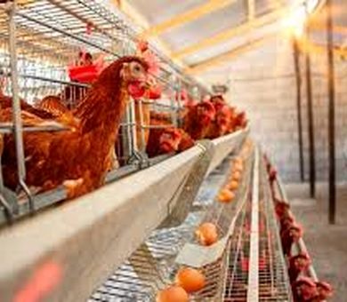 بسیاری از مشکلات سلامتی طیور ناشی از سوء مدیریت‌ است