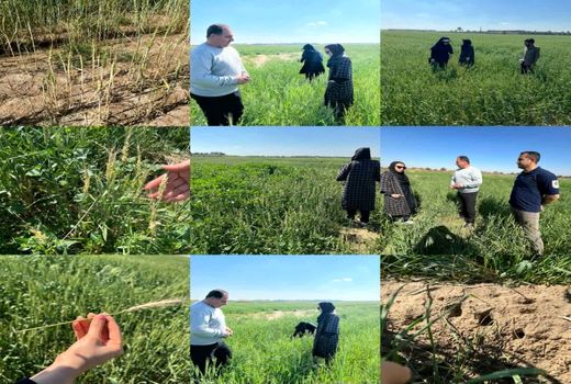 ارائه توصیه‌های فنی برای آفات و بیماری‌ها در مزارع ماهشهر