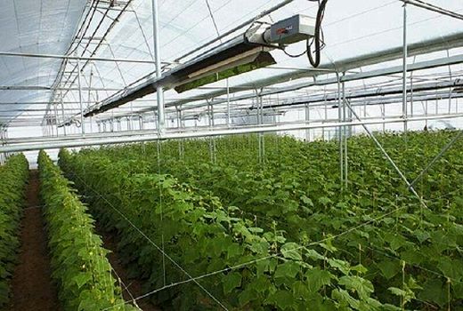  توسعه 12.6 هزار هکتاری سطح گلخانه های کشور 