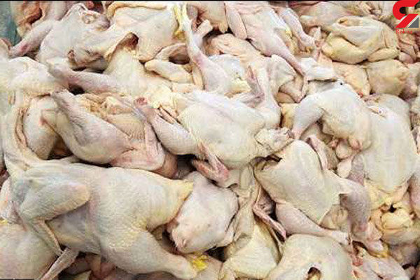 در سال جهش تولید؛ دورخیز خراسان شمالی برای خودکفایی در تولید گوشت مرغ
