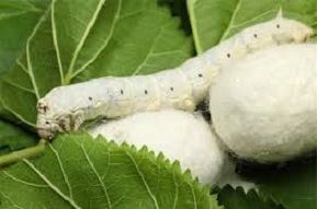 بیش از ۷ تن کرم ابریشم در زنجان تولید می شود