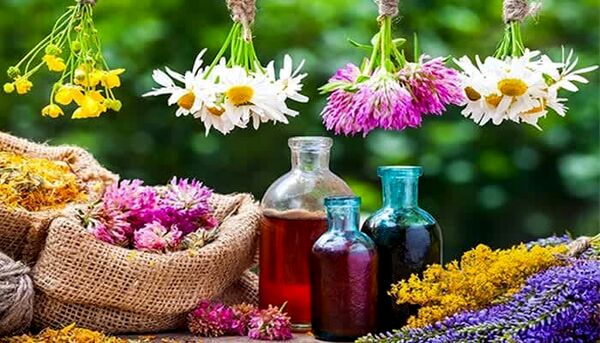 کشت گیاهان دارویی، راهی برای توسعه پایدار در استان چهارمحال وبختیاری 