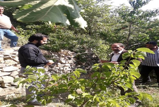 آفات و بیماری های گیاهی منطقه سولقان شهرستان تهران بررسی و ردیابی شد