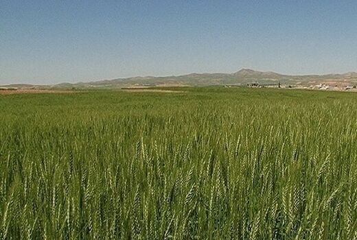 بررسی عملکرد طرح جهش تولید در دیمزارهای قزوین 