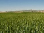 بررسی عملکرد طرح جهش تولید در دیمزارهای قزوین 