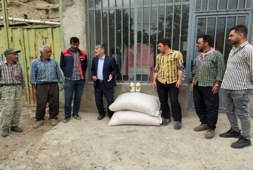 مبارزه با آفت ملخ در 430 هکتار از اراضی کشاورزی شهرستان ورزقان