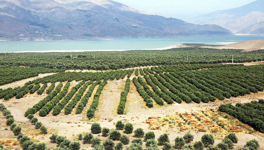 گالری عکس:زیتون‌کاری 