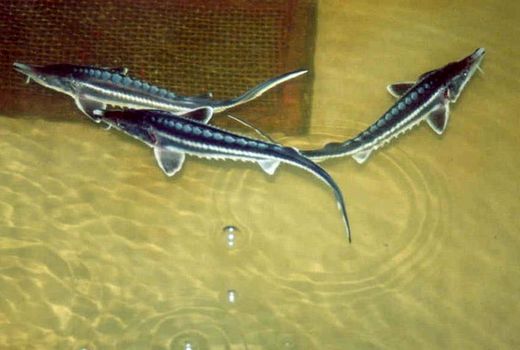  تکثیر ماهیان خاویاری در 20 استان ایران