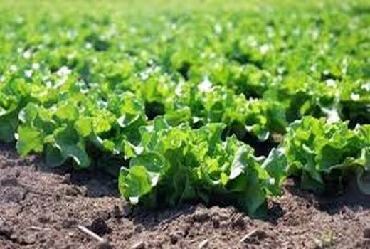      اجرای مدل برنامه ریزی موضوعی محصولی پایین به بالا در خرمشهر