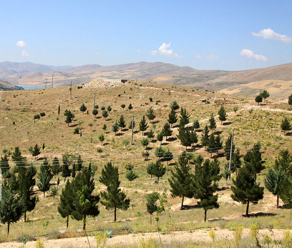 هکتار جنگل‌کاری در استان قزوین انجام می‌شود