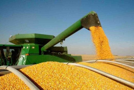 تولید بیش از 14هزار تن ذرت دانه ای در مزارع داراب