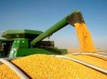 تولید بیش از 14هزار تن ذرت دانه ای در مزارع داراب
