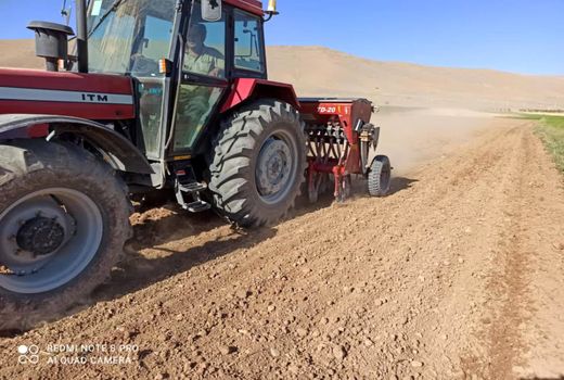 کشت نخستین مزرعه pvs کلزا در بخش گندمان