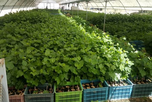 تنها باغ نخبه کشور در شهرستان نی ریز