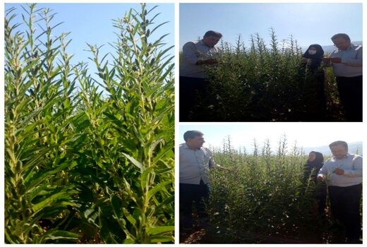 کاشت کنجد در سطح ۳۰ هکتار از اراضی شهرستان جلفا