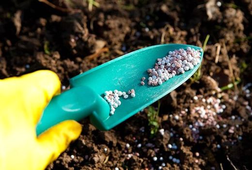 ۷۲۰۰ تن انواع کود شیمیایی در استان بوشهر توزیع می‌شود