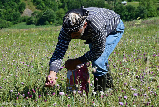اشتیاق کشاورزان لردگان به کشت گیاهان دارویی