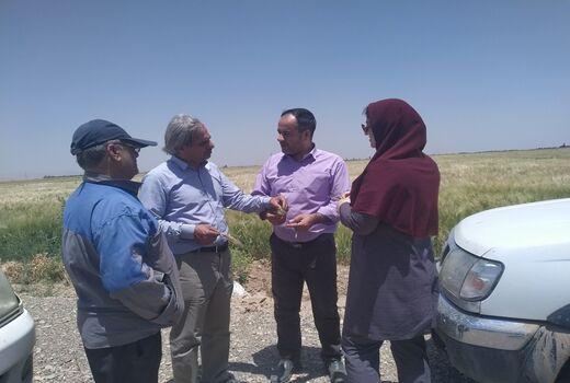 بازدید کارشناسان فنی از مزارع غلات شهرستان تاکستان