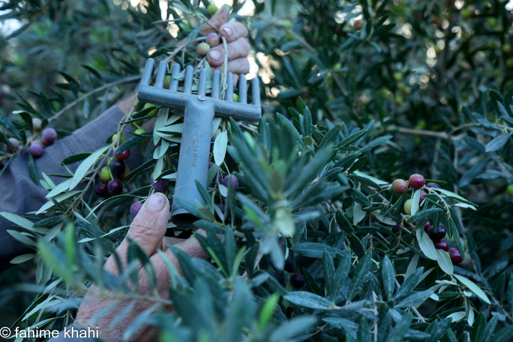 از لمس شاخه تا عصاره ی نور  