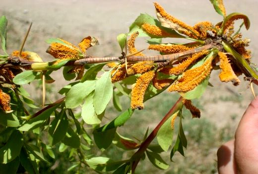 زنگ زرشک در باغات درمیان خراسان جنوبی