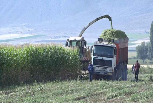 آغاز برداشت ذرت علوفه ای از مزارع فریدن