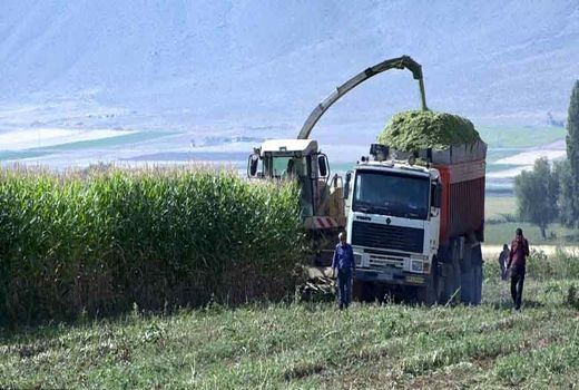 آغاز برداشت ذرت علوفه ای از مزارع فریدن