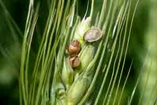 مبارزه با پوره سن غلات در فسا آغاز شد