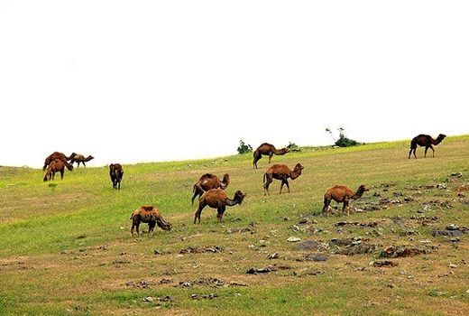 تبدیل اراضی دیم به مرتع خصوصی برای توسعه شترداری 