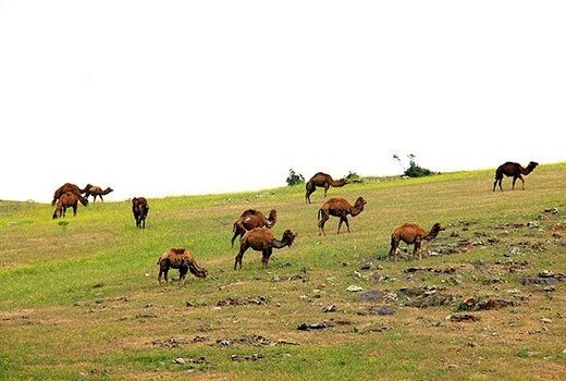 تبدیل اراضی دیم به مرتع خصوصی برای توسعه شترداری 