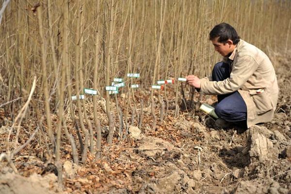 پروانه‌ صنفی مجوز تولید نهال نیست