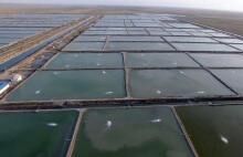 گسترش طرح‌های پرورش آبزیان در استان بوشهر 