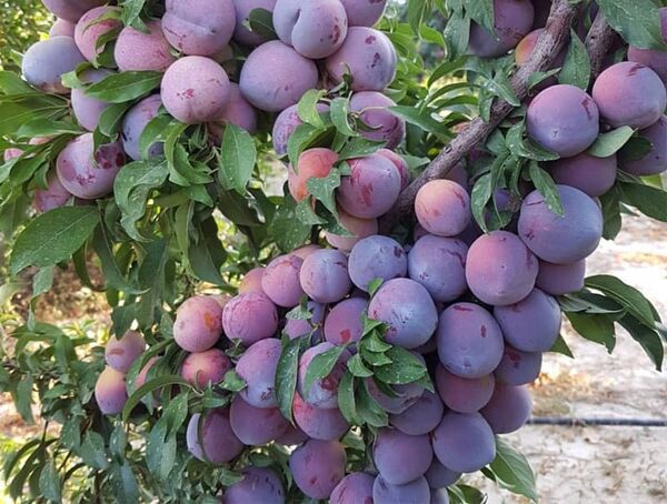 برداشت ۳۸ هزار و ۶۰۰ تُن آلو از سطح باغات آذربایجان غربی آغاز شد 

