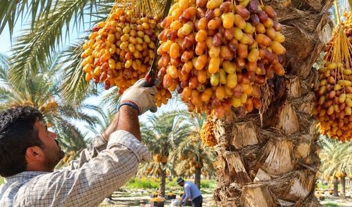 آغاز برداشت محصول خرما در شهرستان زرین دشت