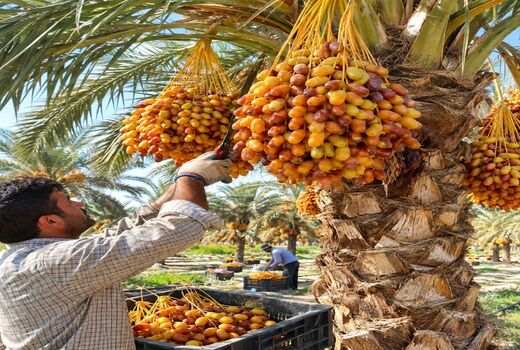 آغاز برداشت محصول خرما در شهرستان زرین دشت